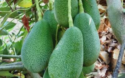 Alanya Komisyoncular Derneği